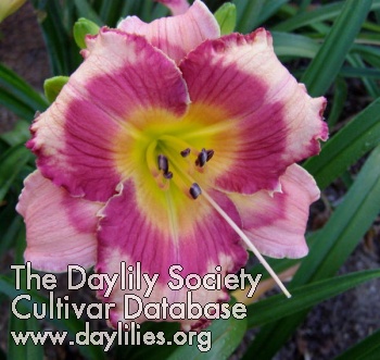 Daylily Berry Kissed Summer